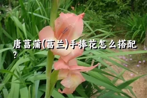 唐菖蒲(菖兰)手捧花怎么搭配？