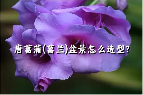 唐菖蒲(菖兰)盆景怎么造型？