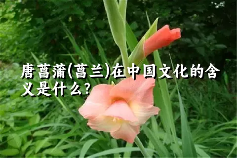 唐菖蒲(菖兰)在中国文化的含义是什么？