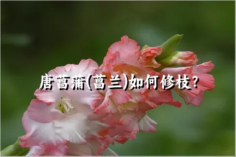 唐菖蒲(菖兰)如何修枝？