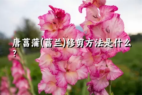 唐菖蒲(菖兰)修剪方法是什么？