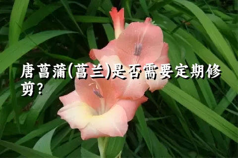 唐菖蒲(菖兰)是否需要定期修剪？