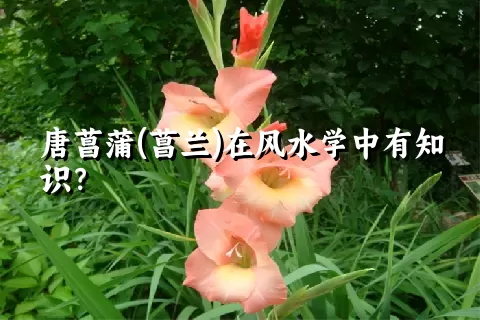 唐菖蒲(菖兰)在风水学中有知识？