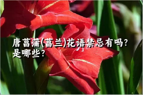 唐菖蒲(菖兰)花语禁忌有吗？是哪些？