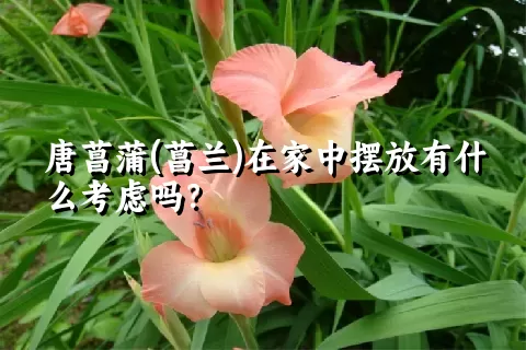 唐菖蒲(菖兰)在家中摆放有什么考虑吗？