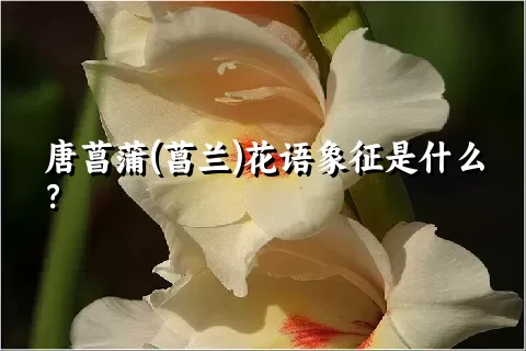 唐菖蒲(菖兰)花语象征是什么？