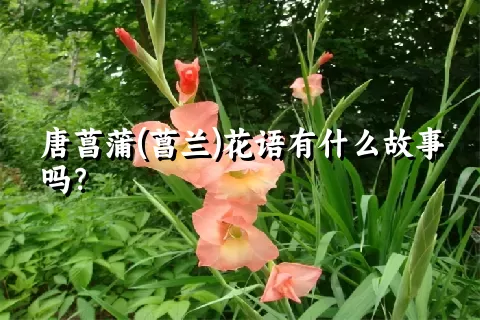 唐菖蒲(菖兰)花语有什么故事吗？