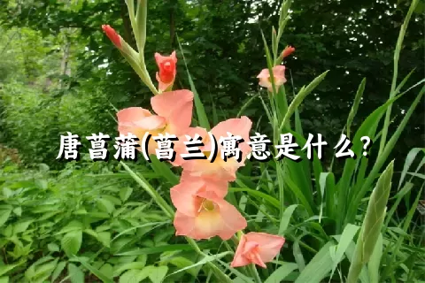 唐菖蒲(菖兰)寓意是什么？