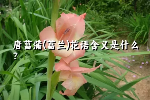 唐菖蒲(菖兰)花语含义是什么？