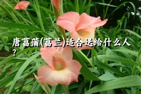 唐菖蒲(菖兰)适合送给什么人？