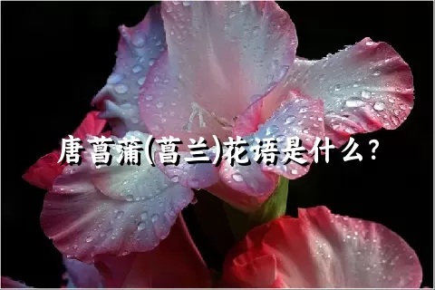 唐菖蒲(菖兰)花语是什么？