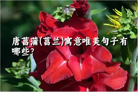 唐菖蒲(菖兰)寓意唯美句子有哪些？