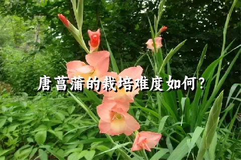 唐菖蒲的栽培难度如何？