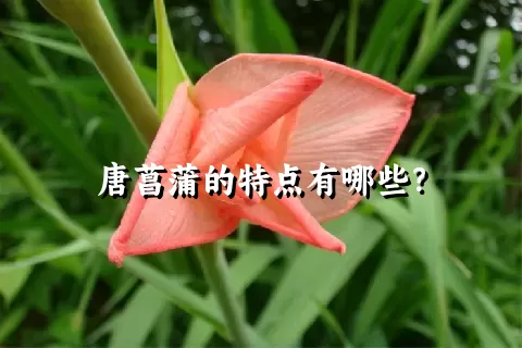 唐菖蒲的特点有哪些？