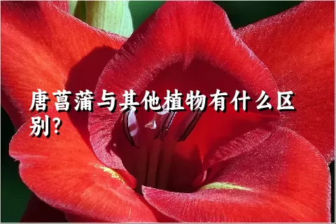 唐菖蒲与其他植物有什么区别？