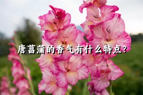 唐菖蒲的香气有什么特点？