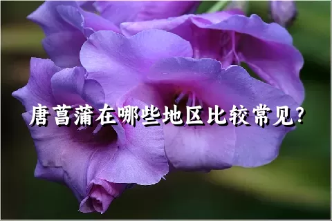 唐菖蒲在哪些地区比较常见？