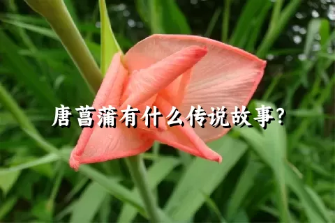 唐菖蒲有什么传说故事？