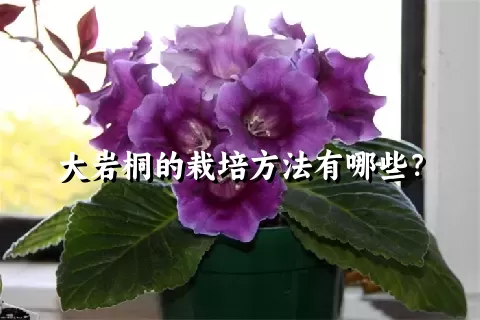 大岩桐的栽培方法有哪些？