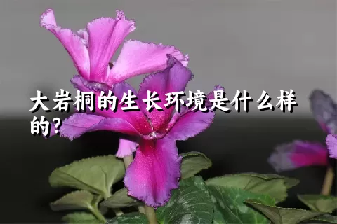 大岩桐的生长环境是什么样的？