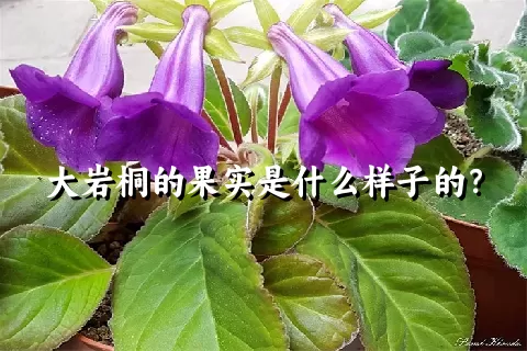 大岩桐的果实是什么样子的？