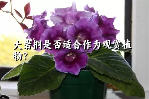 大岩桐是否适合作为观赏植物？