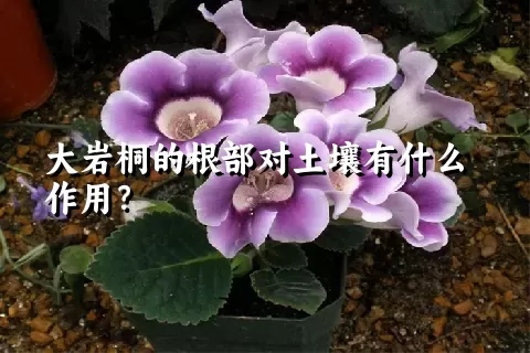 大岩桐的根部对土壤有什么作用？