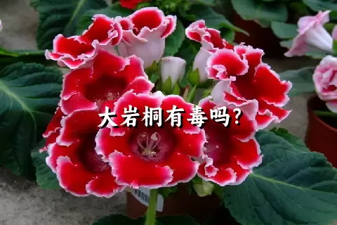 大岩桐有毒吗？