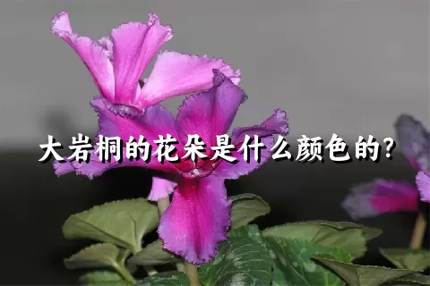 大岩桐的花朵是什么颜色的？