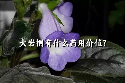 大岩桐有什么药用价值？