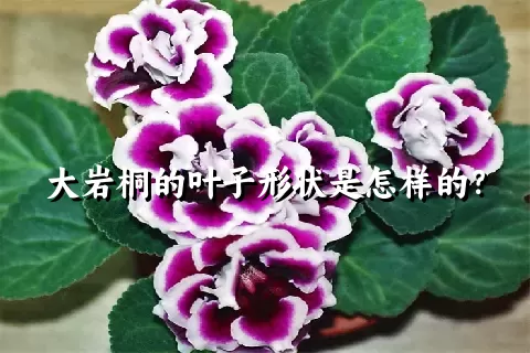 大岩桐的叶子形状是怎样的？