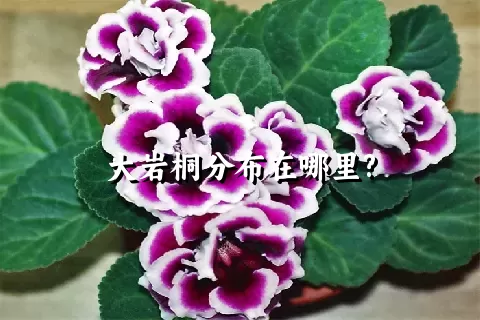 大岩桐分布在哪里?