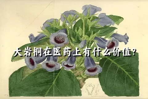 大岩桐在医药上有什么价值？