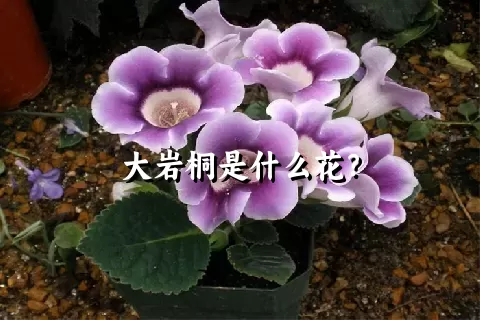 大岩桐是什么花？