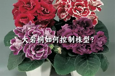 大岩桐如何控制株型？