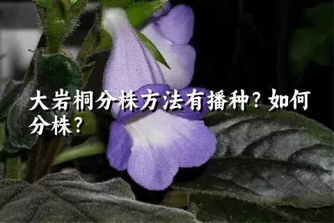 大岩桐分株方法有播种？如何分株？