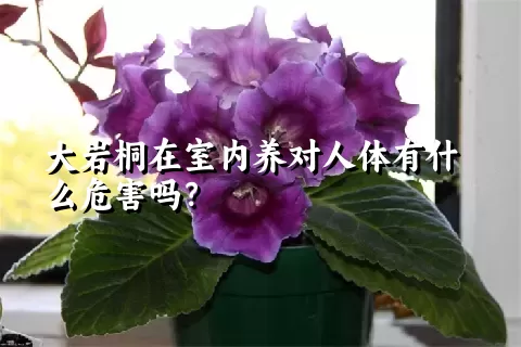 大岩桐在室内养对人体有什么危害吗？