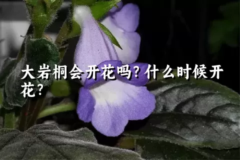 大岩桐会开花吗？什么时候开花？