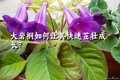 大岩桐如何让其快速茁壮成长？