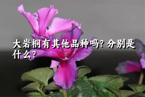 大岩桐有其他品种吗？分别是什么？