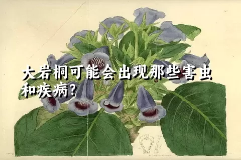 大岩桐可能会出现那些害虫和疾病？