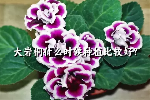 大岩桐什么时候种植比较好？