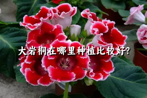 大岩桐在哪里种植比较好？