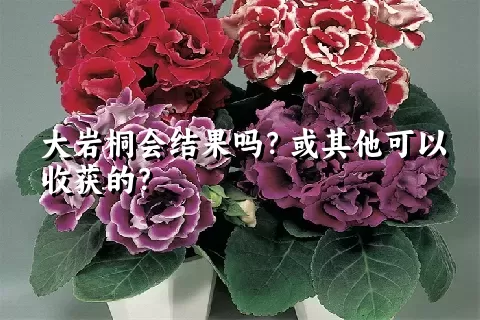 大岩桐会结果吗？或其他可以收获的？