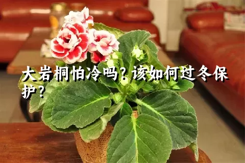 大岩桐怕冷吗？该如何过冬保护？