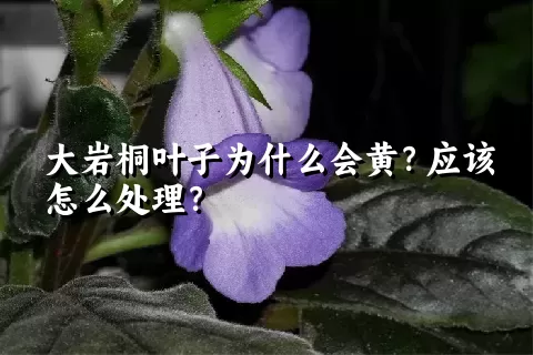 大岩桐叶子为什么会黄？应该怎么处理？