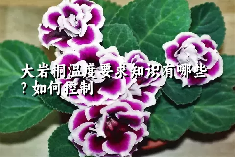 大岩桐温度要求知识有哪些？如何控制