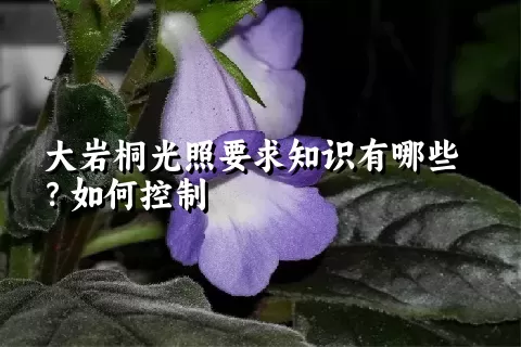 大岩桐光照要求知识有哪些？如何控制