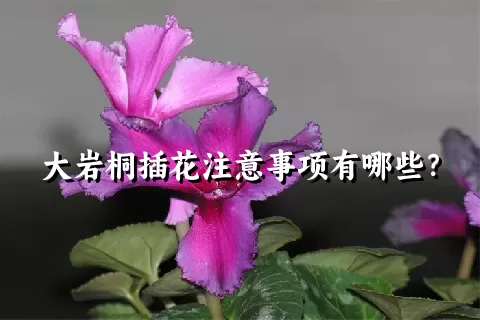 大岩桐插花注意事项有哪些？