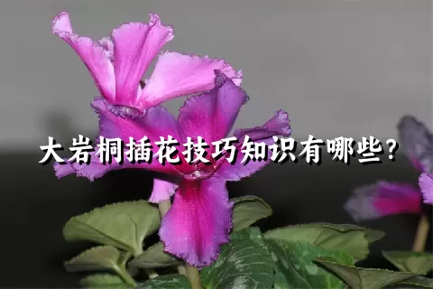 大岩桐插花技巧知识有哪些？